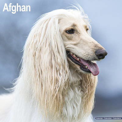 afghaanse-windhond-kalenders