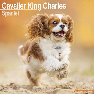 cavalier-king-charles-spaniel-kalenders
