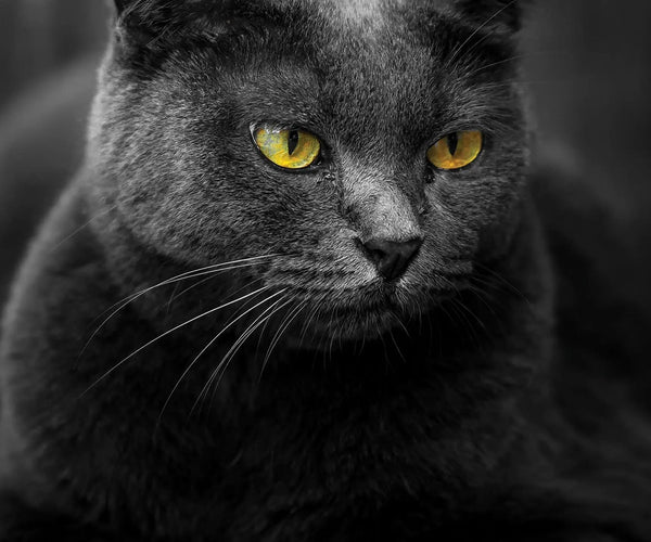 Calendario De Gatos Divertidos 2026 / Planificador De Pared De 12 Meses - España