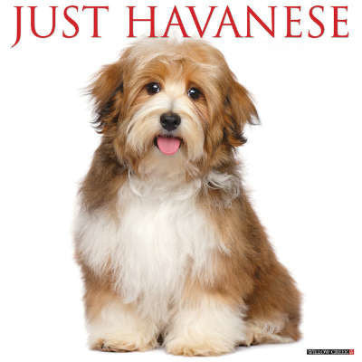 havanezer-kalenders