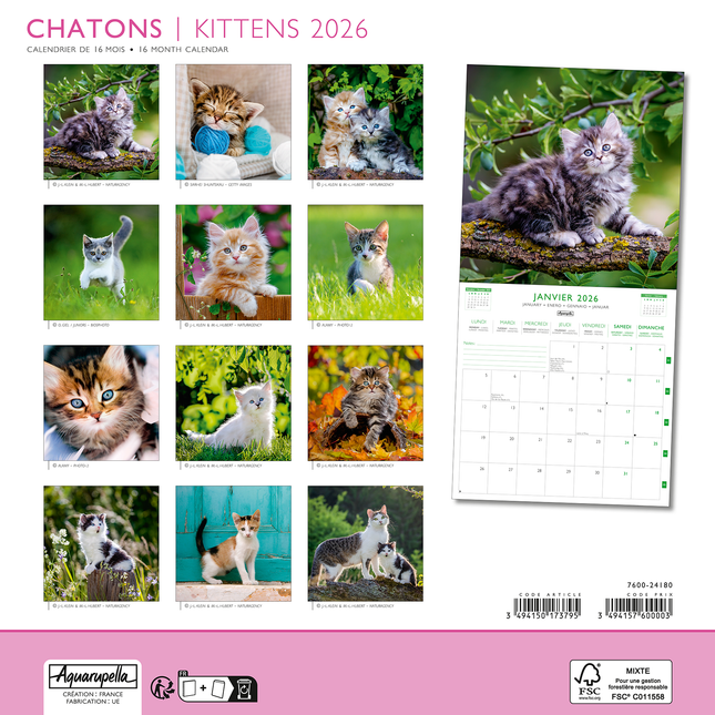 Aquarupella Kittens Kalender 2026