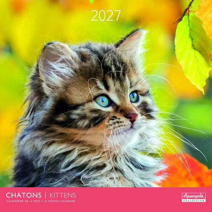 Aquarupella Kittens Kalender 2027