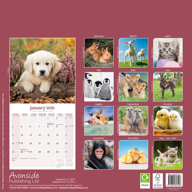 Avonside Baby Animals Kalender 2026