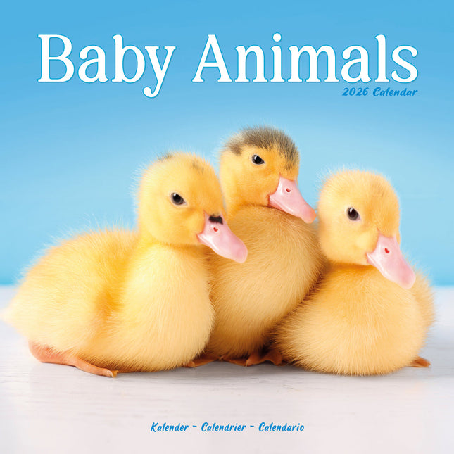 Avonside Baby Animals Kalender 2026