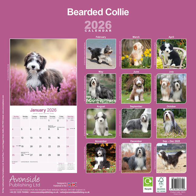 Avonside Bearded Collie Kalender 2026