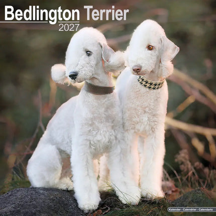 Avonside Bedlington Terrier Kalender 2027