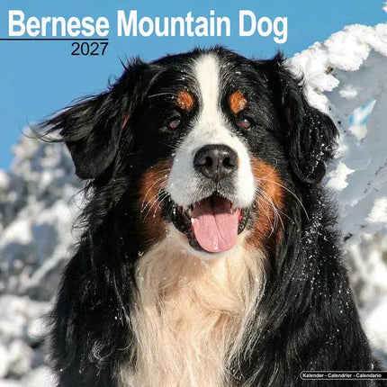 Avonside Berner Sennen Kalender 2027