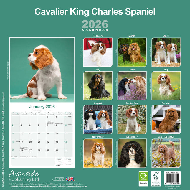 Avonside Cavalier King Charles Spaniel Kalender 2026