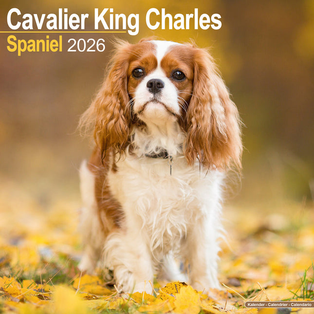 Avonside Cavalier King Charles Spaniel Kalender 2026
