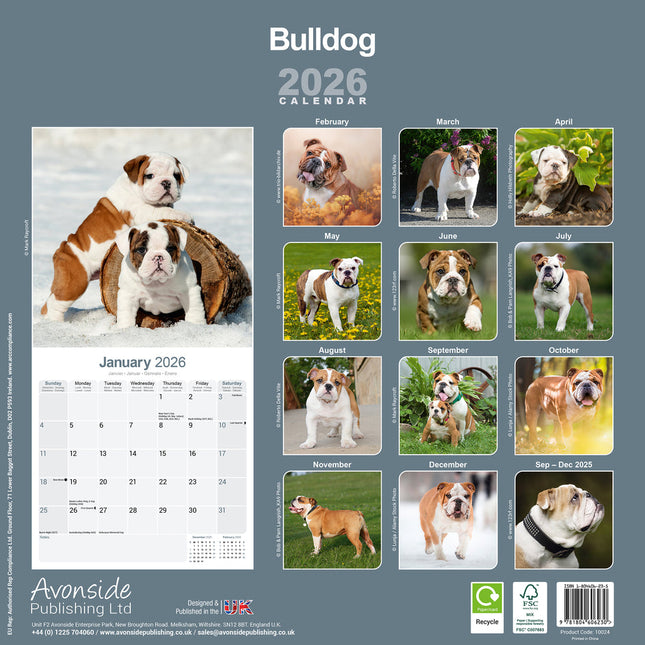 Avonside Engelse Bulldog Kalender 2026
