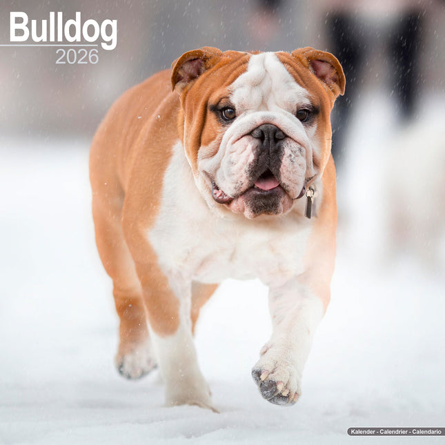 Avonside Engelse Bulldog Kalender 2026