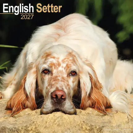 Avonside Engelse Setter Kalender 2027