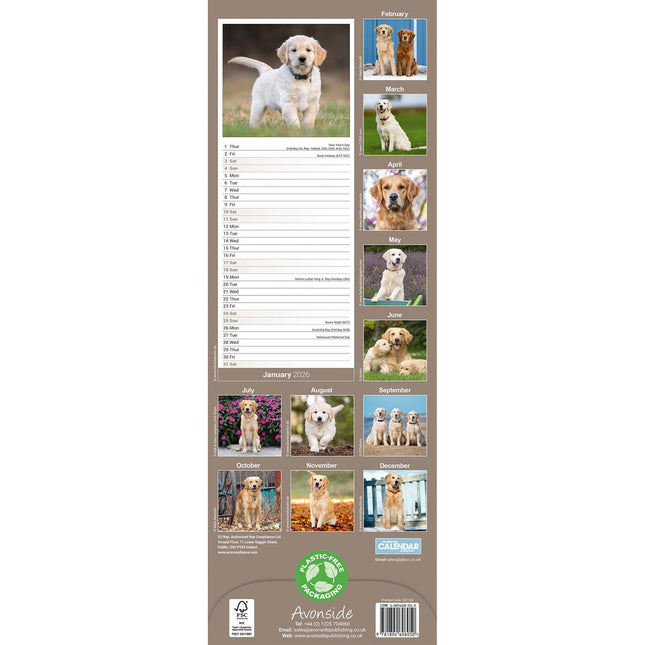 Avonside Golden Retriever Kalender 2026 Slimline