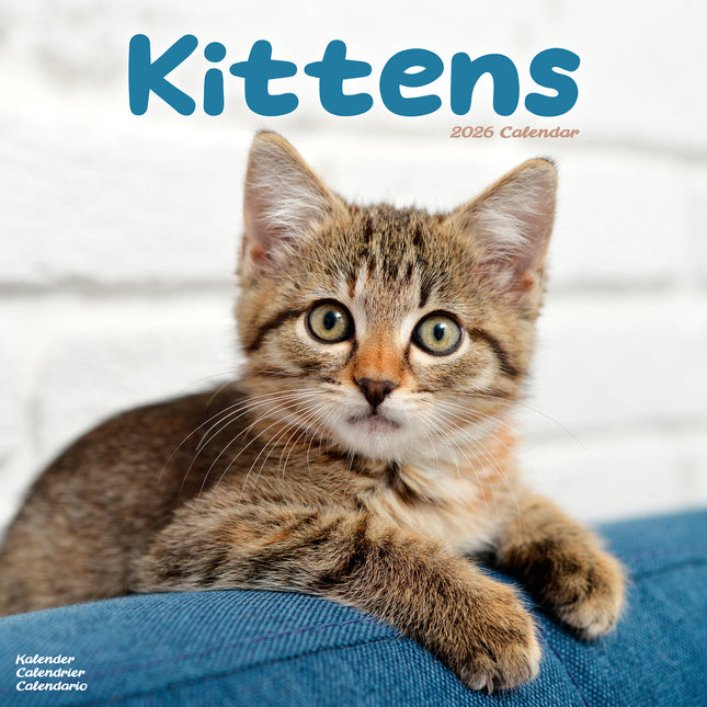 Avonside Kittens Kalender 2026