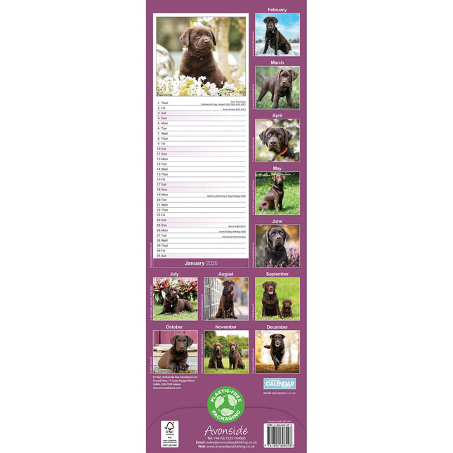 Avonside Labrador Retriever Bruin Kalender 2026 Slimline