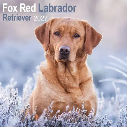 Avonside Labrador Retriever Rood Kalender 2027