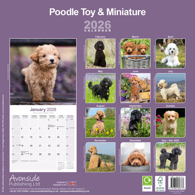 Avonside Poedel Toy en Miniatuur Kalender 2026
