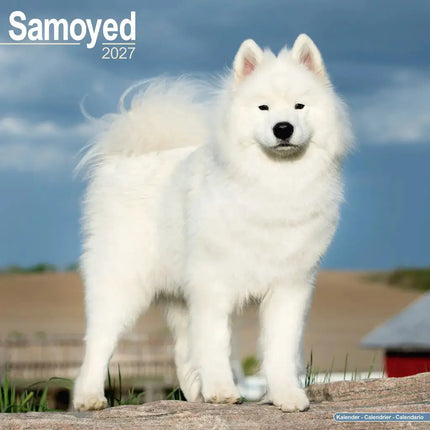 Avonside Samojeed Kalender 2027