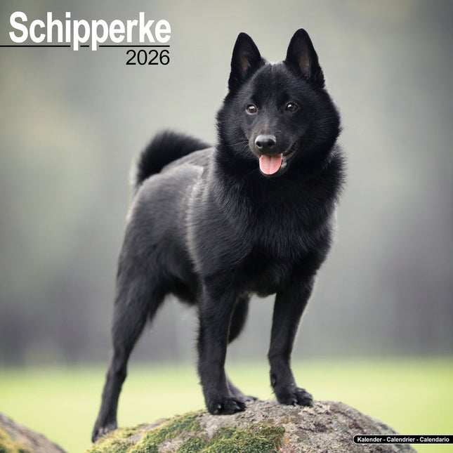 Avonside Schipperke Kalender 2026