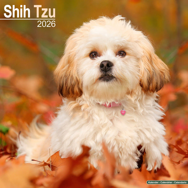 Avonside Shih Tzu Kalender 2026