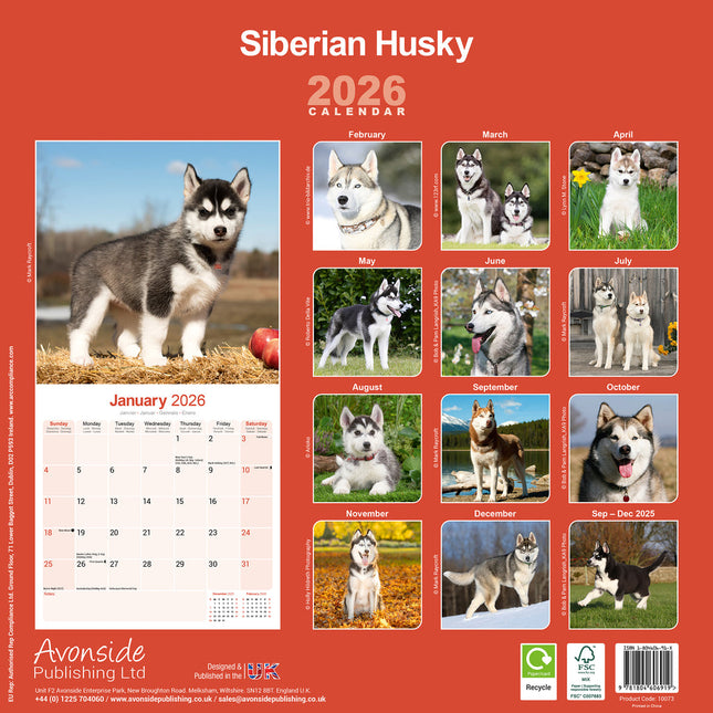 Avonside Siberian Husky Kalender 2026