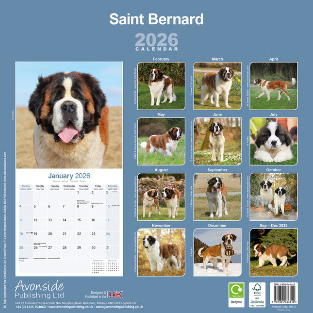 Avonside Sint Bernard Kalender 2026