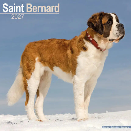 Avonside Sint Bernard Kalender 2027