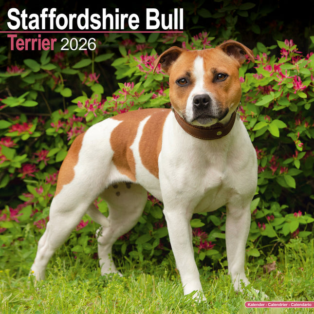 Avonside Staffordshire Bull Terrier Kalender 2026