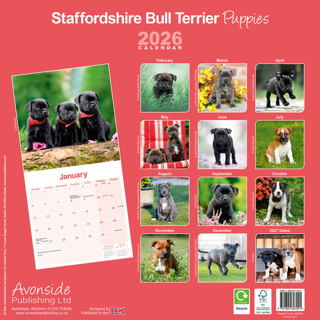 Avonside Staffordshire Bull Terrier Puppies Kalender 2026
