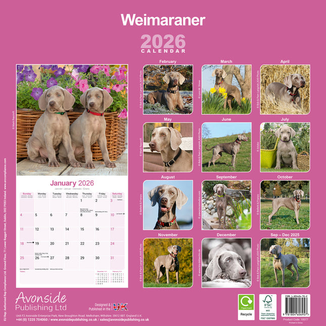Avonside Weimaraner Kalender 2026