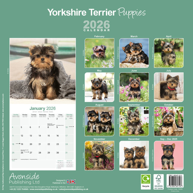 Avonside Yorkshire Terrier Puppies Kalender 2026