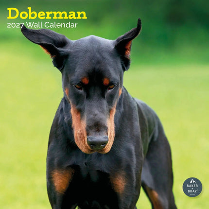 Baker & Bray Dobermann Kalender 2027