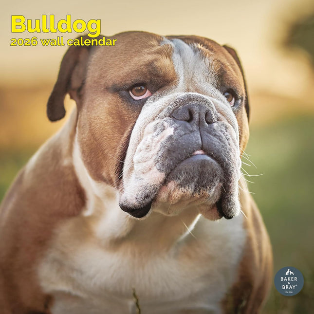Baker & Bray Engelse Bulldog Kalender 2026