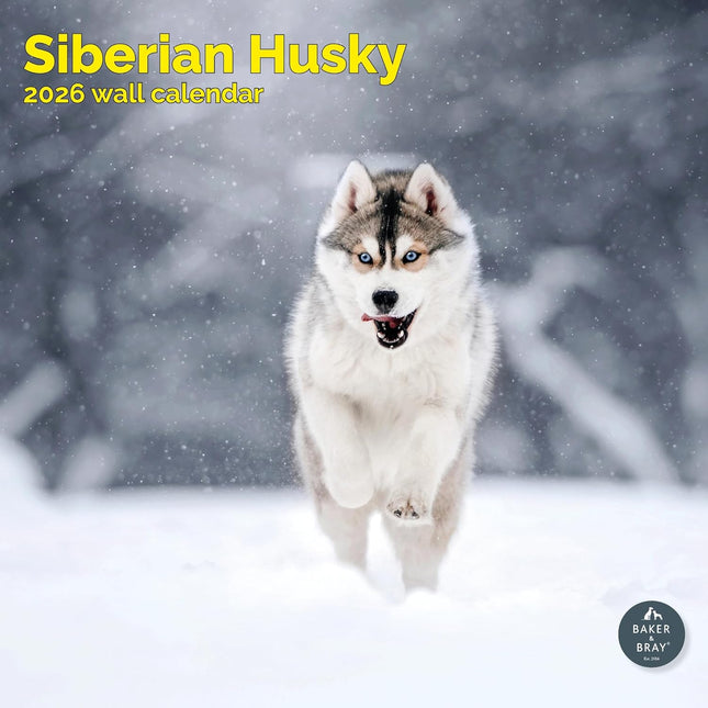 Baker & Bray Siberische Husky Kalender 2026