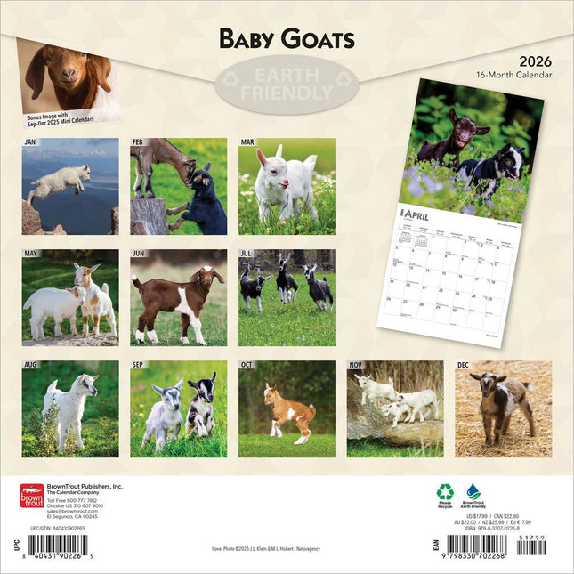 Browntrout Baby Geitjes Kalender 2026