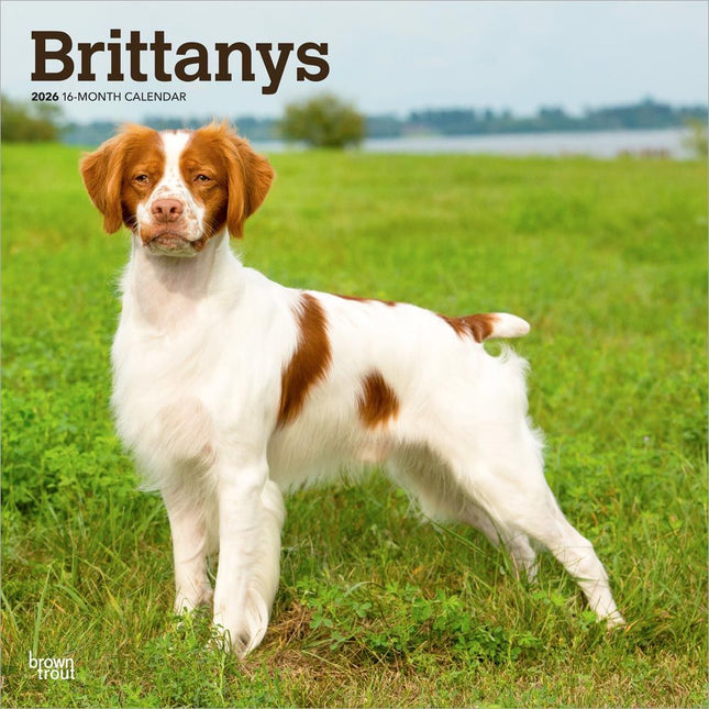 Browntrout Brittany Spaniel Kalender 2026