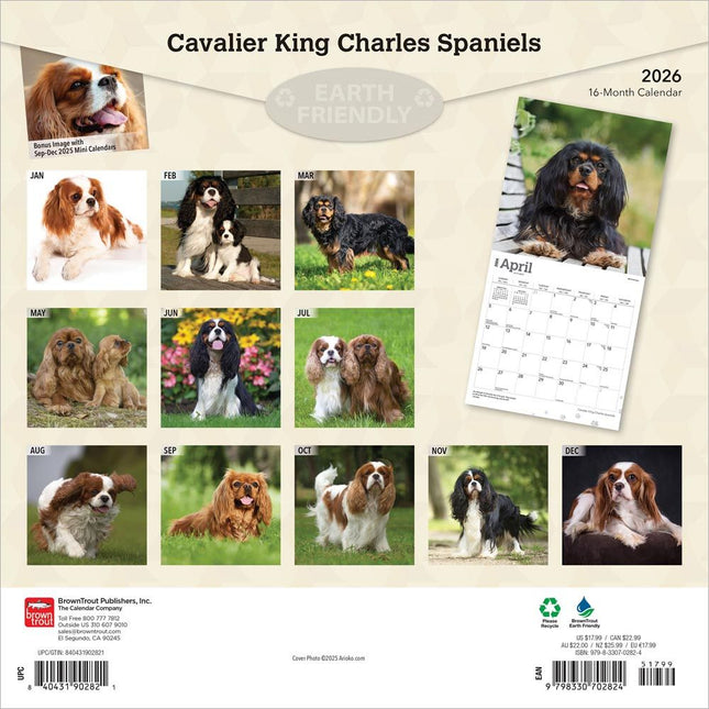 Browntrout Cavalier King Charles Spaniel Kalender 2026