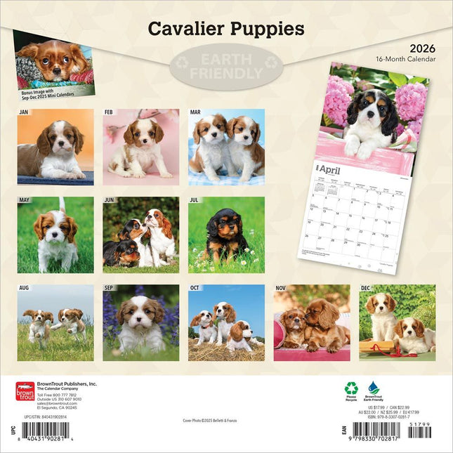 Browntrout Cavalier King Charles Spaniel Puppies Kalender 2026