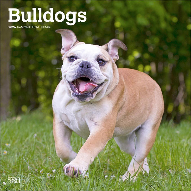 Browntrout Engelse Bulldog Kalender 2026