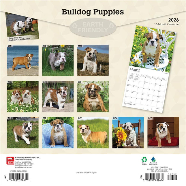 Browntrout Engelse Bulldog Kalender Puppies 2026