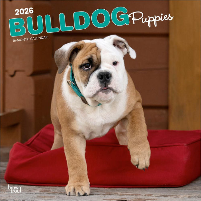 Browntrout Engelse Bulldog Kalender Puppies 2026
