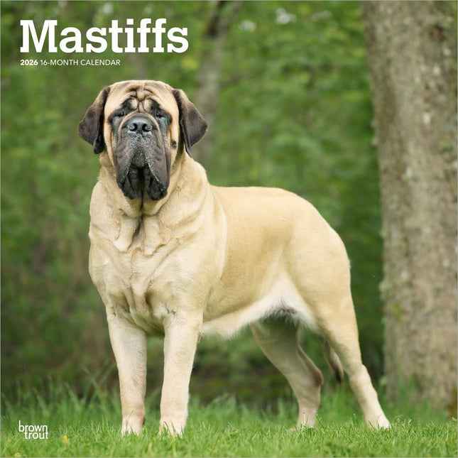 Browntrout Engelse Mastiff Kalender 2026
