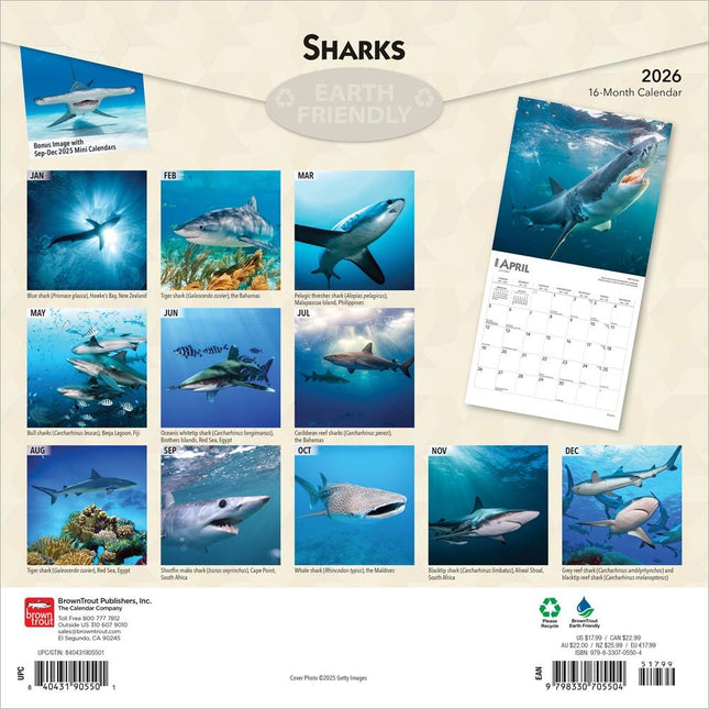 Browntrout Haaien - Sharks Kalender 2026