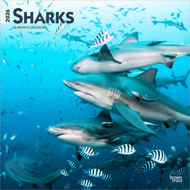 Browntrout Haaien - Sharks Kalender 2026