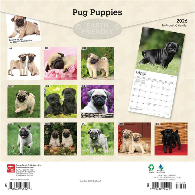 Browntrout Mopshond Puppies Kalender 2026