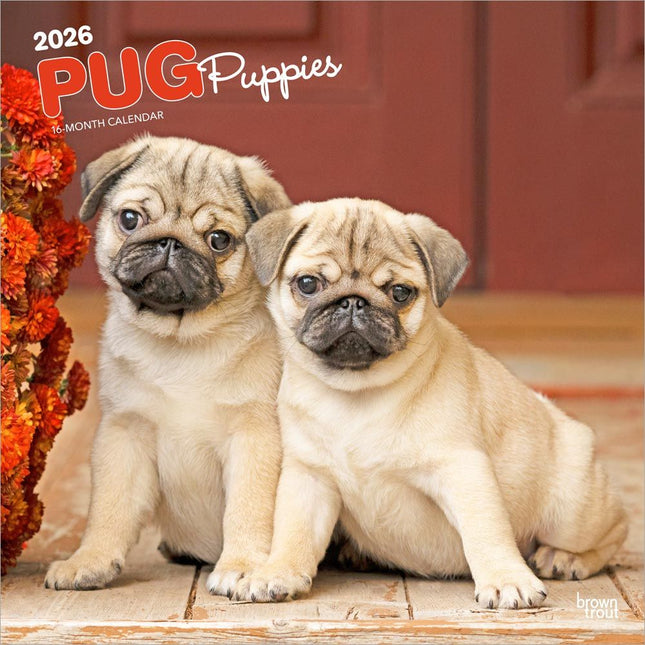 Browntrout Mopshond Puppies Kalender 2026