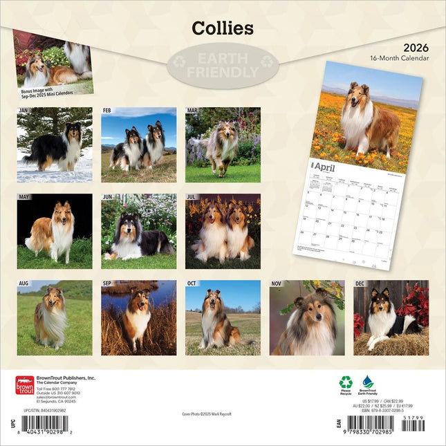 Browntrout Schotse Herder / Collie Kalender 2026