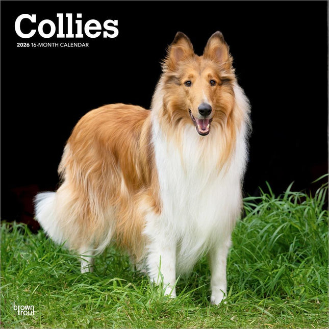 Browntrout Schotse Herder / Collie Kalender 2026