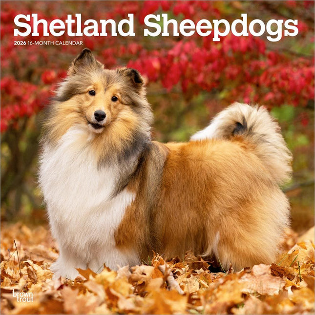 Browntrout Sheltie - Shetland Sheepdog Kalender 2026