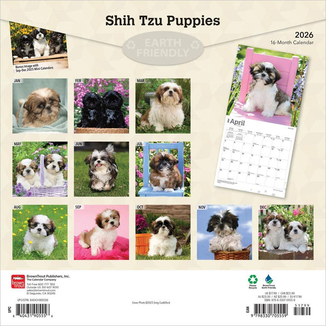 Browntrout Shih Tzu Puppies Kalender 2026
